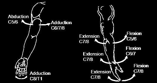 Summary of motor nerve supply to the upper limb Movements of the upper limb Shoulder abduction (C5/6) and