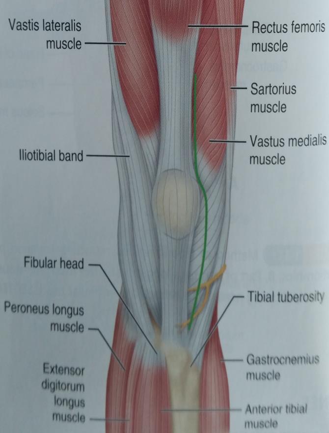 tibial tuberosity. Divide and retract the fascia.