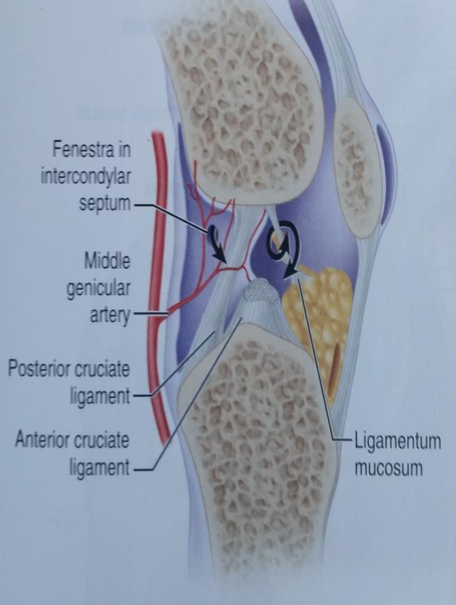 ANTEROMEDIAL PARAPATELLAR APPROACH (VON LANGENBECK) Retract the patella laterally and flex the knee to gain a good view of the anterior compartment of