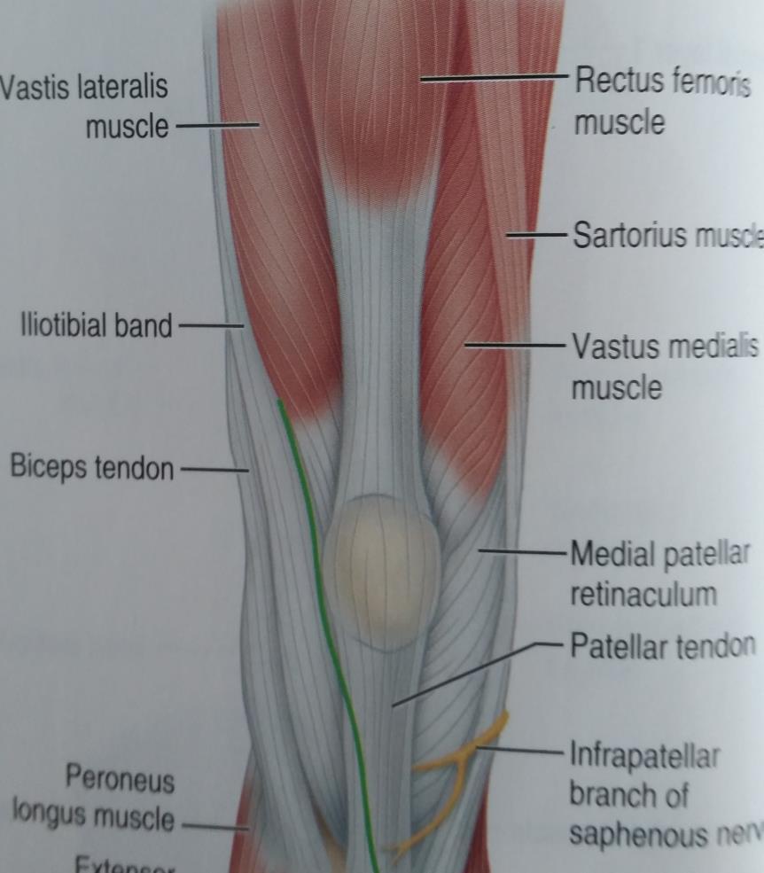 distally along the lateral border of this tendon, the patella, and the patellar tendon; and end it 2.