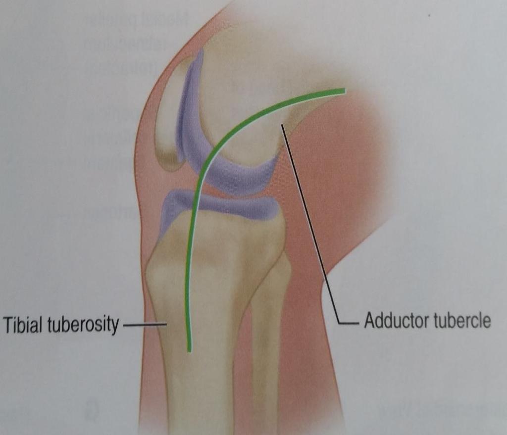 MEDIAL APPROACH TO THE KNEE (HOPPENFELD AND DEBOER) With the patient supine and the affected knee flexed about 60 degrees, place the foot on the opposite shin, and abduct and externally rotate the