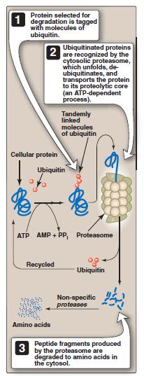 Ubiquitin-proteasome proteolytic pathway A proteasome is a large, barrel-shaped, macromolecular, proteolytic complex that recognizes Ub-protein The proteasome unfolds, deubiquitinates and cuts the