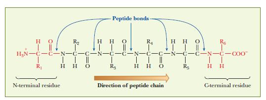 Peptide and polypeptide chains Peptides: two to several dozens AA.