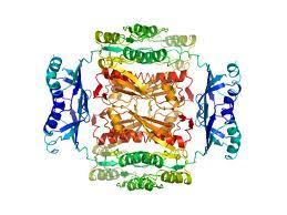 Linear proteins