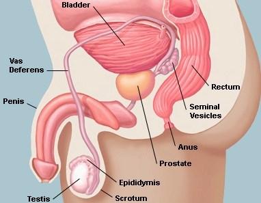 What is the prostate? The prostate sits below the bladder and forms the beginning of the urethra (water-pipe). It produces part of the seminal fluid which is important for reproduction.