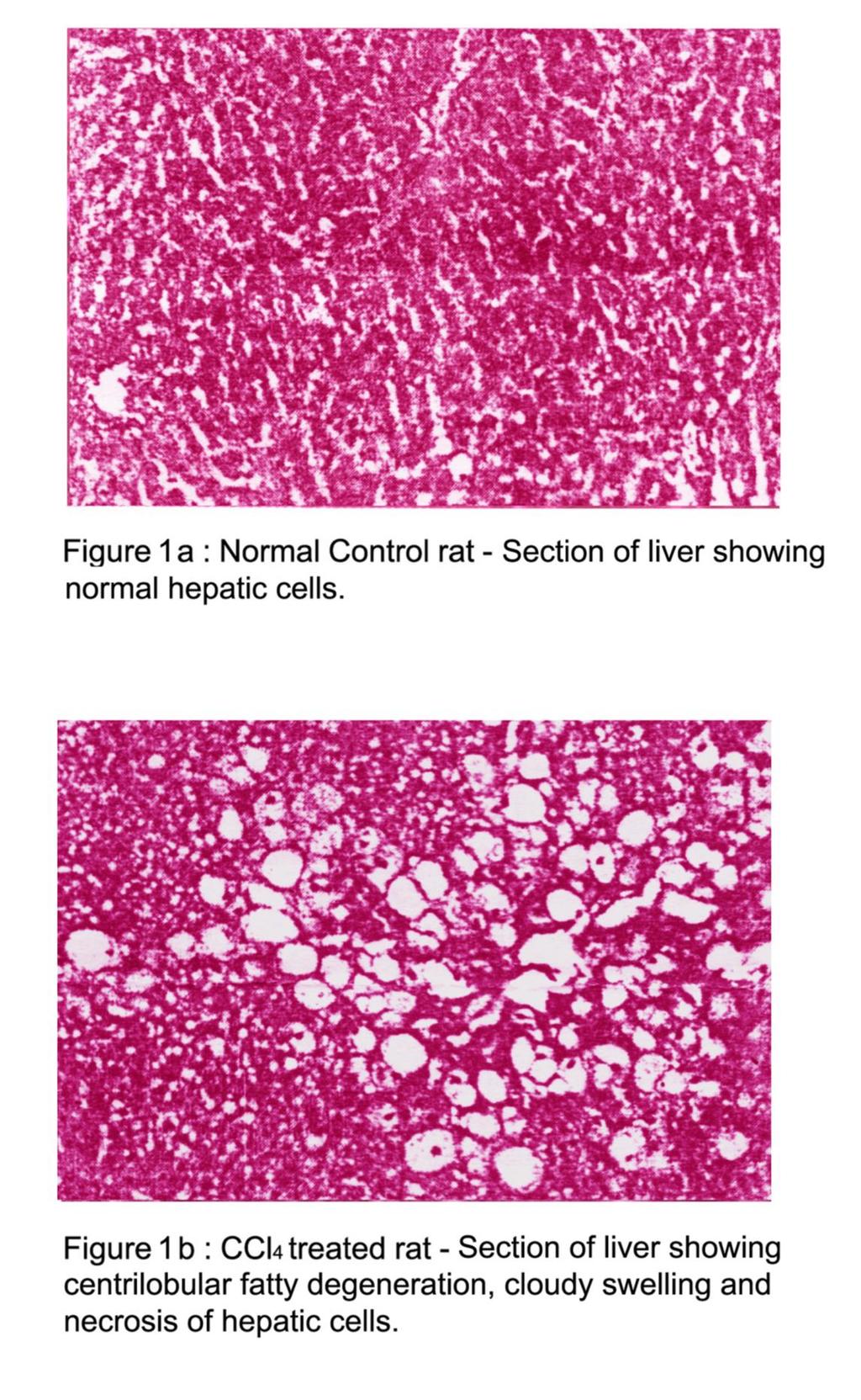Fig 2a: Section of the rat liver (normal control).