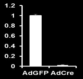 AREG AdGFP AdCre * * * pyap S127 YAP plats1 T1079 Lats1 β-actin 1,5 1 0,5 0 YAP Lamin B