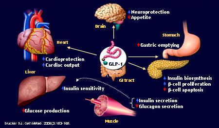 Glucagon Like Protein 1
