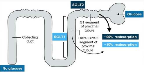 SGLT Inhibitors How Do SGLT2