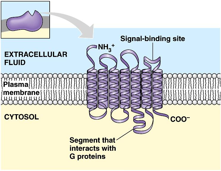 G- coupled receptors (GPCR) Largest receptor family Takes longer than ligand-gated channelsl Agonist binds to a cell-surface receptor consisting of 7 transmembrane segments (serpentine receptor) o