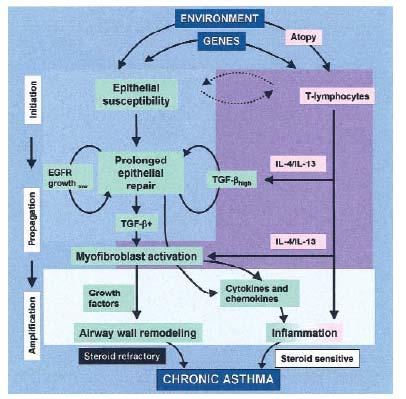 Interaction between Th2 inflammation and the EMTU in asthma pathogenesis Davies DD, JACI 111:215-225, 225, 2003 Asthmatic Bronchial Epithelia IL-13 stimulates TGF- synthesis IL-4,