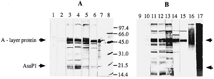 Figure 5 Western blots of A. salmonicida ssp. achromogenes, strain 265 87, (A) ECP-antigen or (B) ECP-cell-antigen.