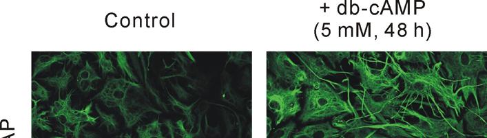 Supplementary Fig. 2: GFAP staining.