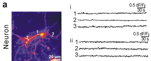 Supplementary Fig. 4: Calcium signals in neurons measured by Lck GCaMP2: a. An example of a representative Lck GCaMP2 expressing neuron imaged with EPI microscopy with three ROIs (1 3).