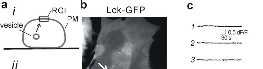 Supplementary Fig. 5: Microdomain calcium signals were not due to the movement of vesicles which express Lck GCaMP2. a.