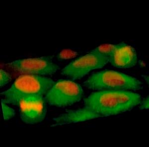 Maximum intensity projections of tubulin (green) and histone H2B (red) are shown through time; each frame corresponds to 1 min. Video 2. Spindle formation and positioning in CHICA-depleted cells.