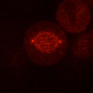 Video 7. EB1 dynamics in CHICA-depleted cells. HeLa cells stably expressing mcherry-eb1 were transfected with CHICA Video 8. EB1 dynamics in HMMR-depleted cells.