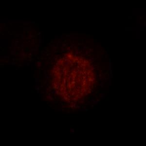 EB1 dynamics in CenpE-depleted cells. HeLa cells stably expressing mcherry-eb1 were transfected with CenpE Table S1.