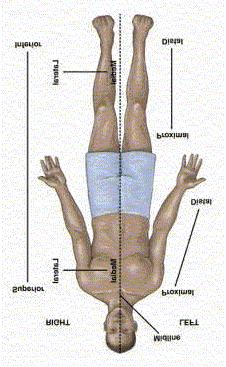 Physiology Lab Manual Page 1 of 6 Lab no 1 Structural organization of the human body Physiology is the science which deals with functions of the body parts, and how they work.