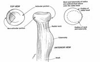 Radial Head Anatomy Elliptical shape 15