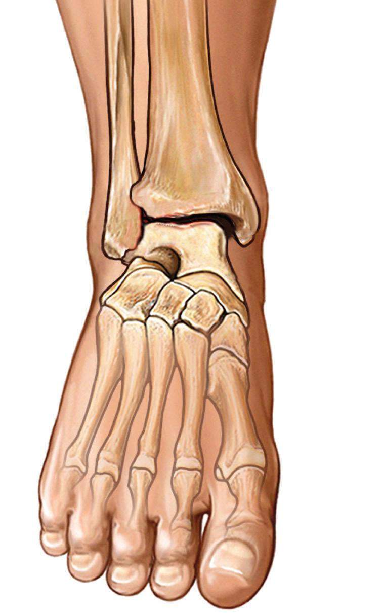 ankle region Talo-fibular Ligament Calcaneal