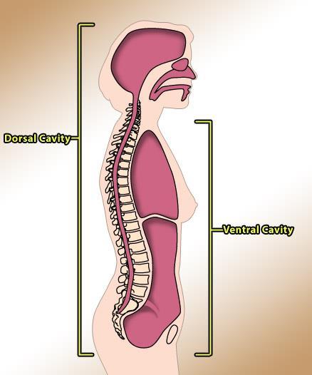 Body Cavities Body cavities are spaces within the body that contain vital organs.