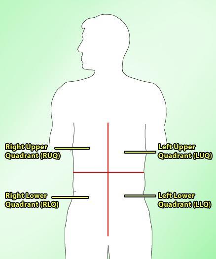 Abdominal Regions: Quadrants Because the abdominal cavity is so large, it helps to divide it into regions.