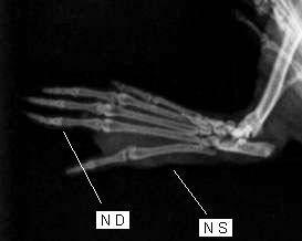 Moderate; +++ Severe Note: Secondary lesions on the 14 th day were collectively observed in the ear, fore-paws, hind-paws and tail of rats [13] RADIOGRAPHIC ANALYSIS: As shown in figure 2,