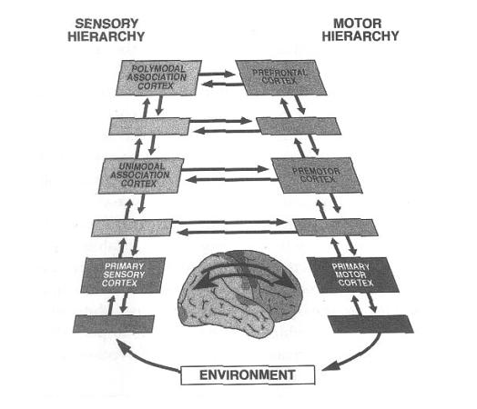Perception-action cycle Perception may lead to other acts of cognition, including action. Sensory and motor structures are interconnected all the way from spinal cord up to cortex.