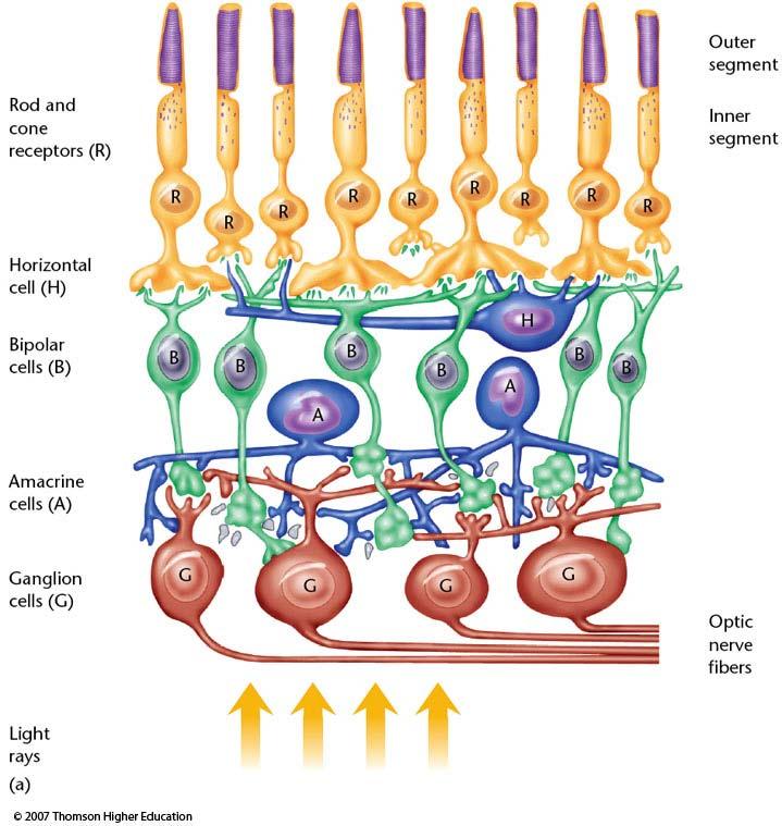 Information Flow in the Retina 1. Photoreceptors 1. Rods/Cones 2. Bipolar Cells 1.