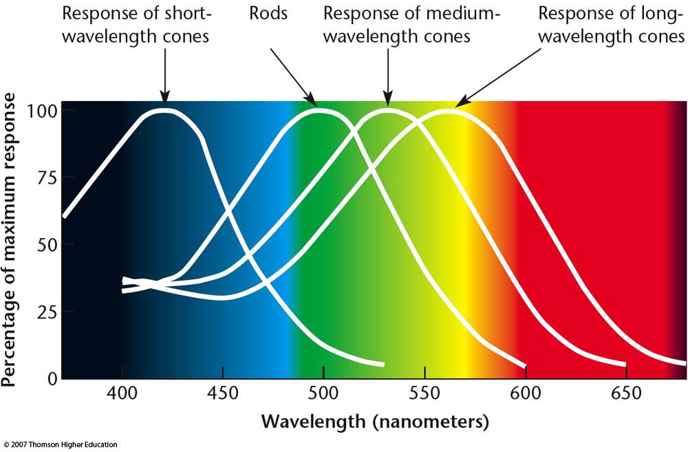 Trichromatic Theory Three types of cones Respond to different wavelengths (colors) Short Wavelength (S-W) Medium