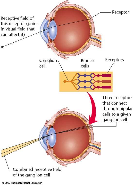 Receptive Fields Receptive field a region of the retina
