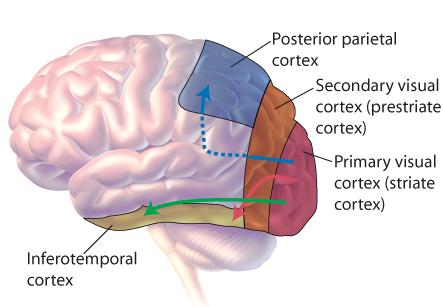 Visual Processing Pathways Once information reaches the visual cortex, processing of visual information takes place in several places and can occur at the