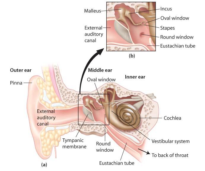 Auditory System Anatomy Outer Ear Pinna Auditory Canal Middle Ear Tympanic Membrane Incus,