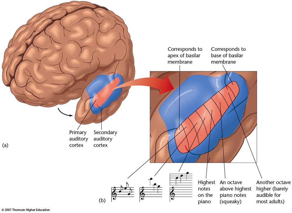 Auditory Cortex: Tonotopic Organization Map of A1 is organized by frequency low on one end and high on the other This corresponds to locations on the