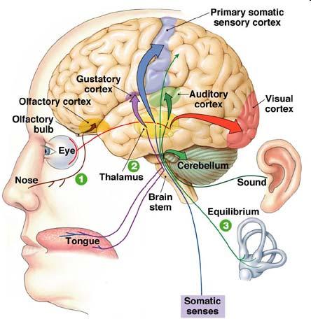 Sensory Systems Themes Organization Topographic Maps Layers and Columns Pathways and Circuits Specialized Sensory Receptors Processing
