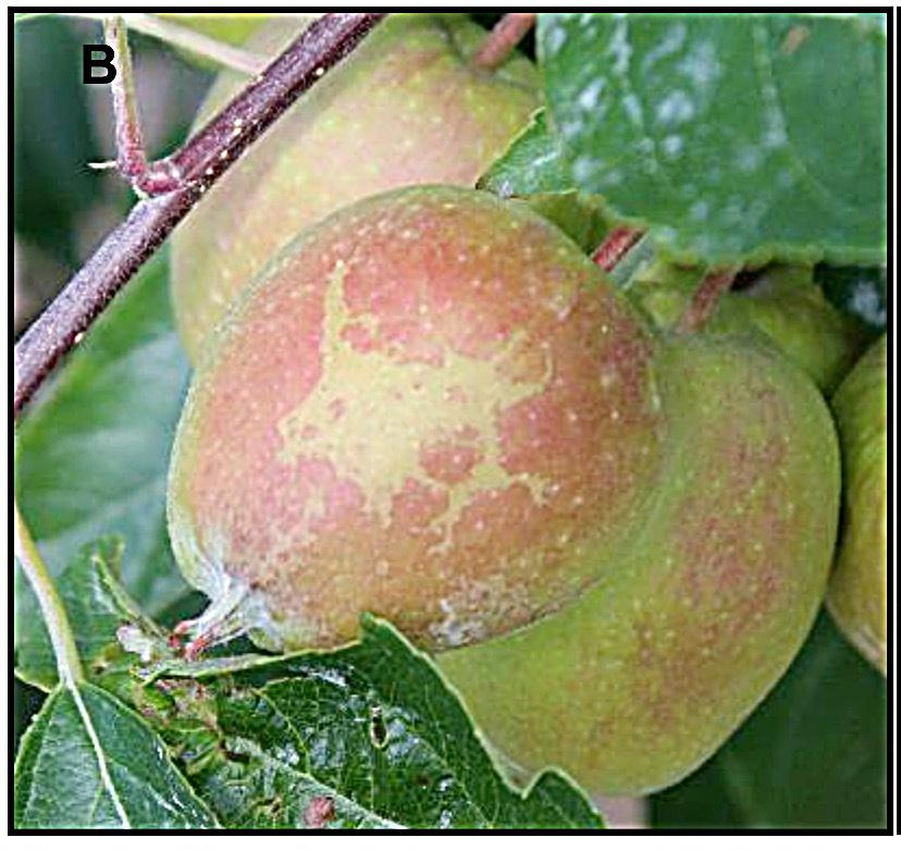 The incidence of chemical damage on leaves and developing fruit was assessed on 13 Jun and 7 Jul 2014, respectively.