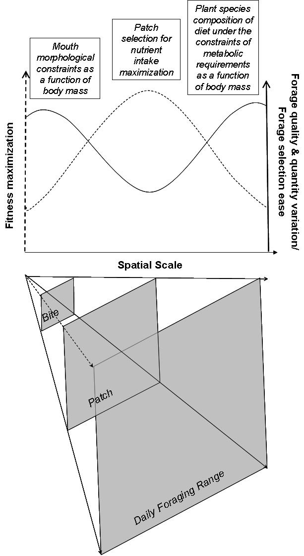Figure 6.5: Illustration of how fitness is maximized (left vertical axis) at the patch scale in between the mouth morphological and metabolic constraints of the bite scale and daily foraging range.