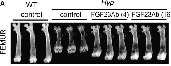 FGF23 neutralizing antibody treatment of Hyp (XLH) mouse Increases serum phosphorus Increases 1,25(OH) 2 D