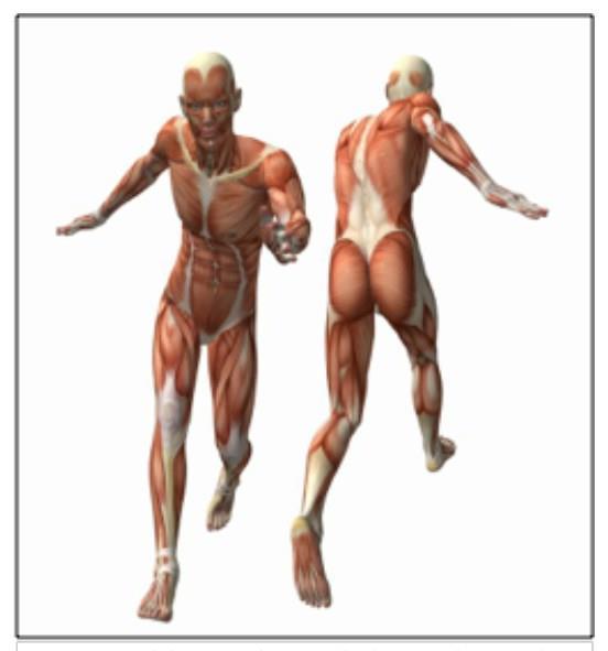 body suit The fascia is a single 3 dimensional interdependent structure covering