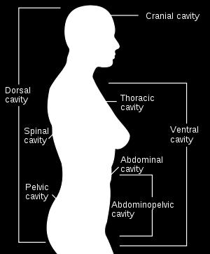 The 8 Transverse Diaphragms Plantar fascia Knee diaphragm Pelvic diaphragm