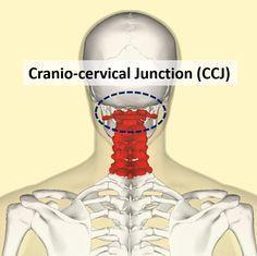 Cranio-cervical Junction (CCJ) Articulation between the occiput, atlas, and axis Extensive mobility - head