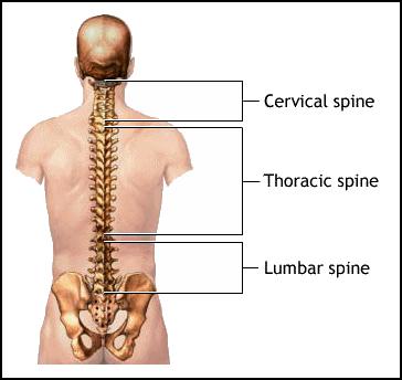 Cervicothoracic Junction Articulation between cervical and thoracic spine Most mobile part of