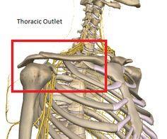 as the thoracic inlet and clinically, as the thoracic outlet Cervicothoracic Junction Thoracic