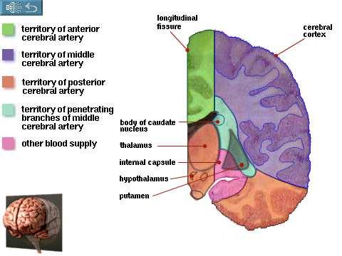 Posterior Cerebral Artery,