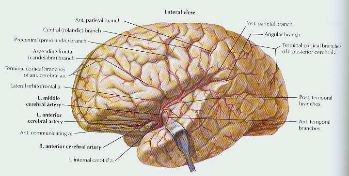 Middle Cerebral