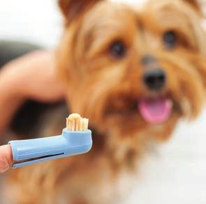 Caring for your pet s dental and oral health is vital to his or her longevity and quality of life. Maintaining oral hygiene is an important part of your pet s medical care.