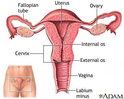 Uterus Cervix ( Lower part) Internal orifice or ostium (os) External os Functions: Lubricates vagina and acts as bacteriostatic agent