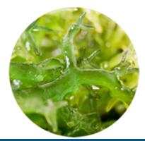 Our interest in seaweeds CyberColloids been working with seaweed derived ingredients for many years. As experts in the hydrocolloids world routinely working with agar, carrageenan and alginate.