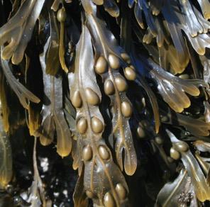 A new seaweed for health focus Through Irish national funding and EU funded FP7 projects we have built a knowledge platform on: nutritional benefits of edible seaweeds; bioactives from edible